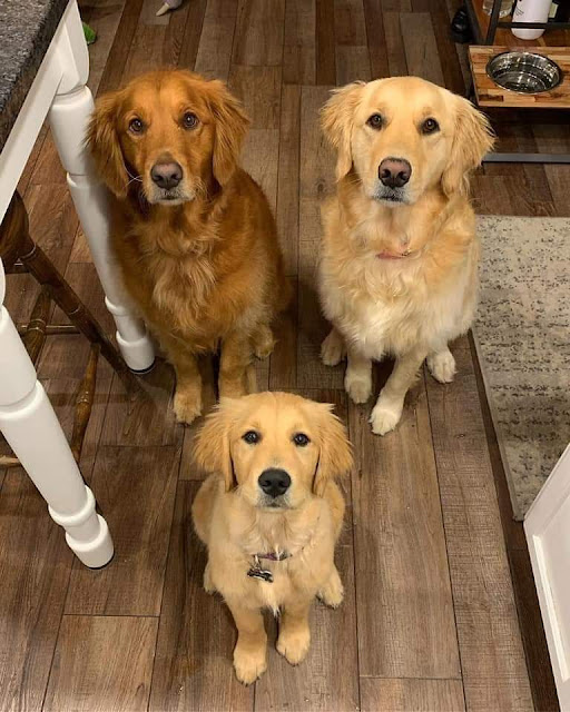 Cute Dog Family