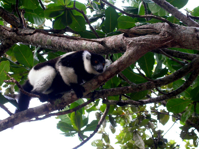 Varecia variegata Varecia variegata