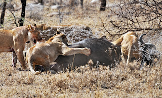 Serengeti'de Afrika mandası yakalayan dört dişi aslan.