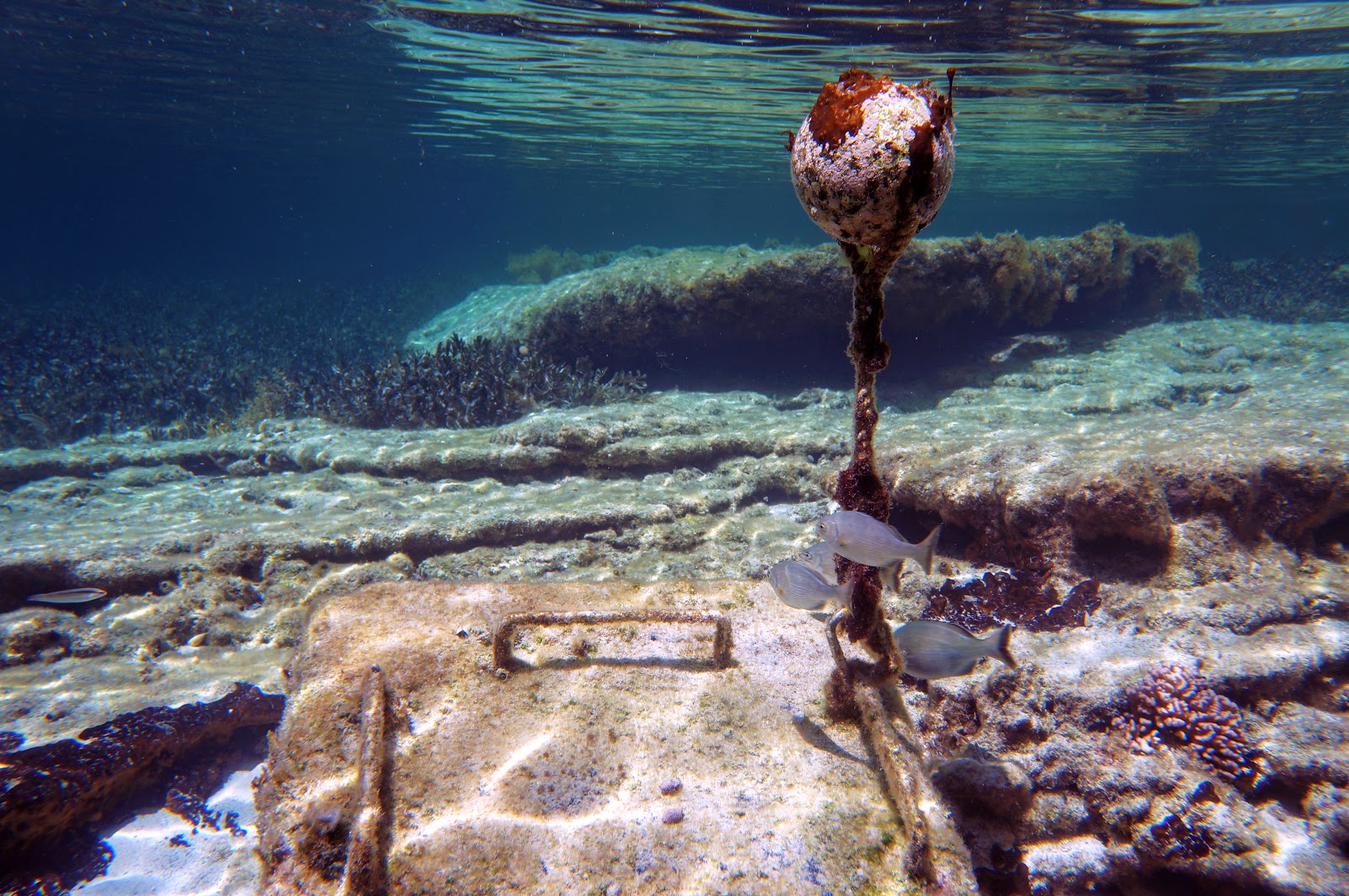 Parker Point Snorkel Trail (Rottnest Island) The Long Way's Better