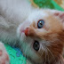140+ Cute Cat Images | Cat Wallpaper free download HD - 04