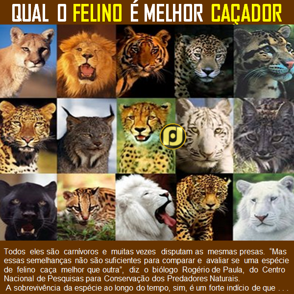 Qual felino é o melhor caçador?
