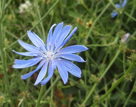 FLORES AZULES SILVESTRES Y CULTIVADAS