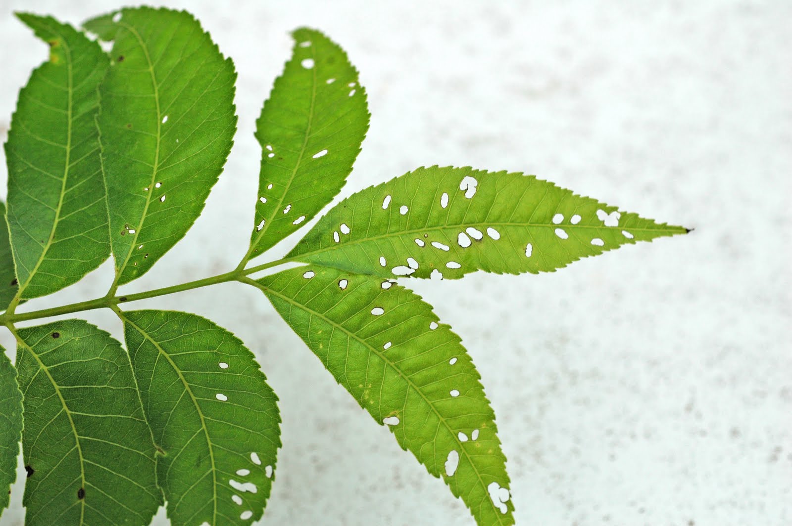 Northern Pecans Holes in pecan leaves