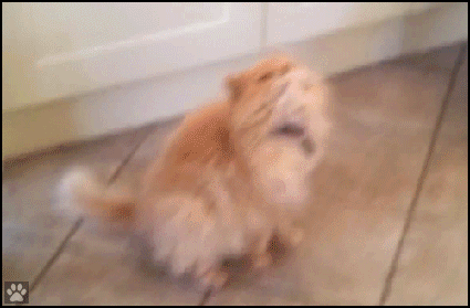 Funny Cat GIF • Cat Prank. Cat with a slice of ham on face loses balance, haha