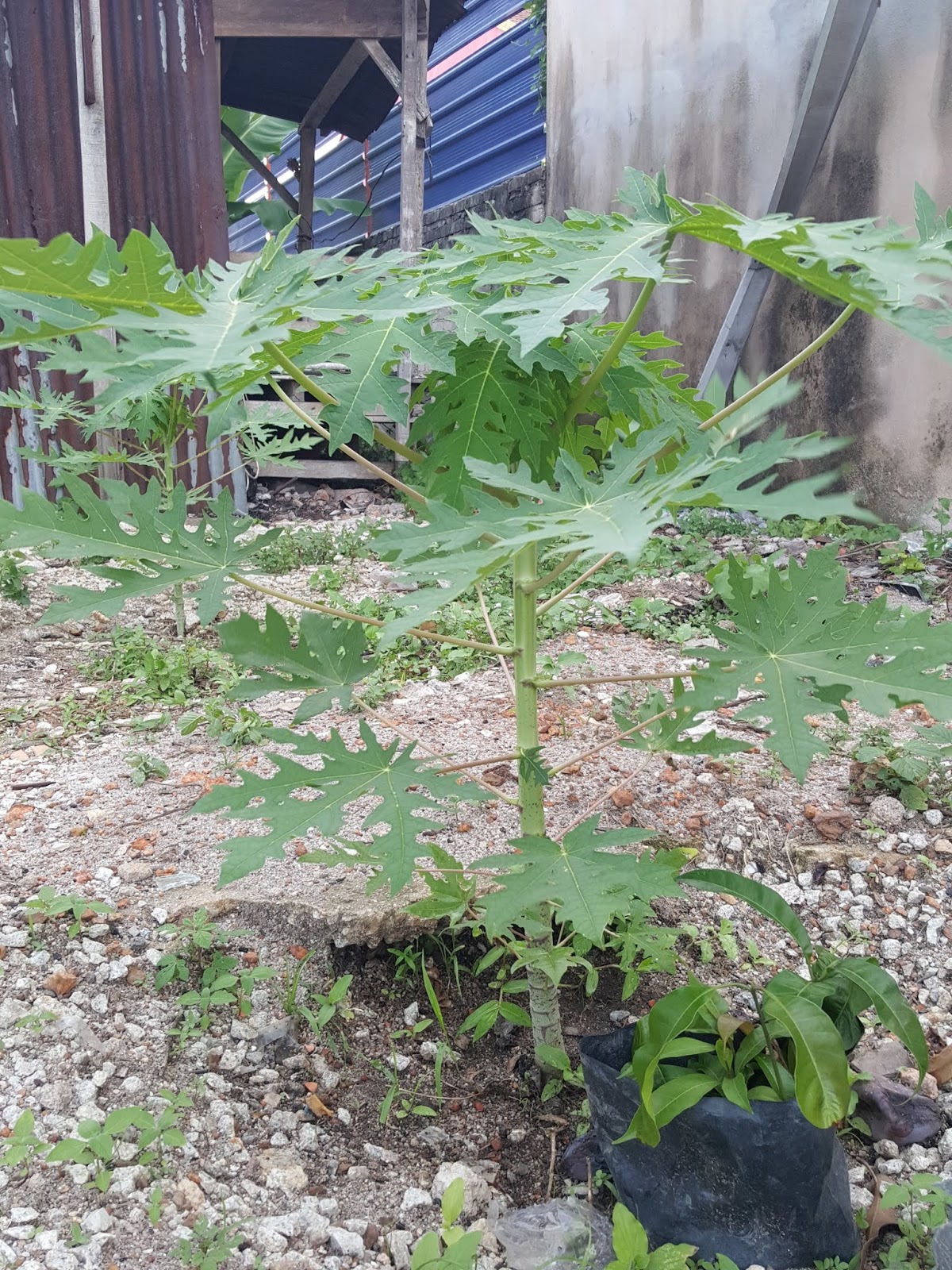 Papaya The King of Fruits