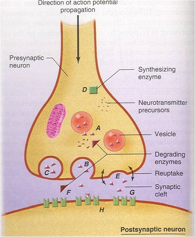 Nervous system - Chempapy