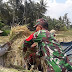 Babinsa Kedundang Bantu Panen Padi