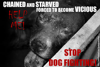 STOP DOG FIGHTING IN INDONESIA!