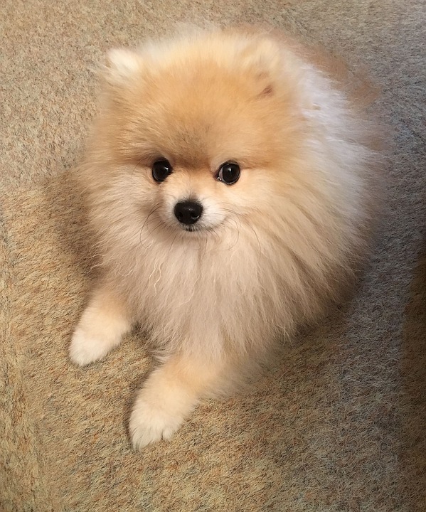 Les 10 chiens les plus chers au monde qui sont incroyablement charmants viral et plus