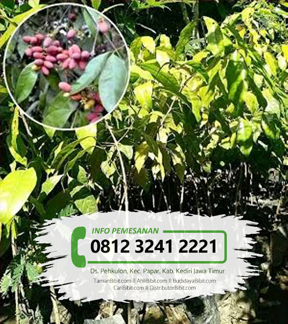 Jual Bibit Buah Melinjo Tamanbibit Com