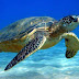 Υπάρχει λόγος που οι θαλάσσιες χελώνες τρώνε το πλαστικό των ωκεανών. Τι έδειξε πείραμα για την παράξενη συμπεριφορά τους να γεύονται σκουπίδια
