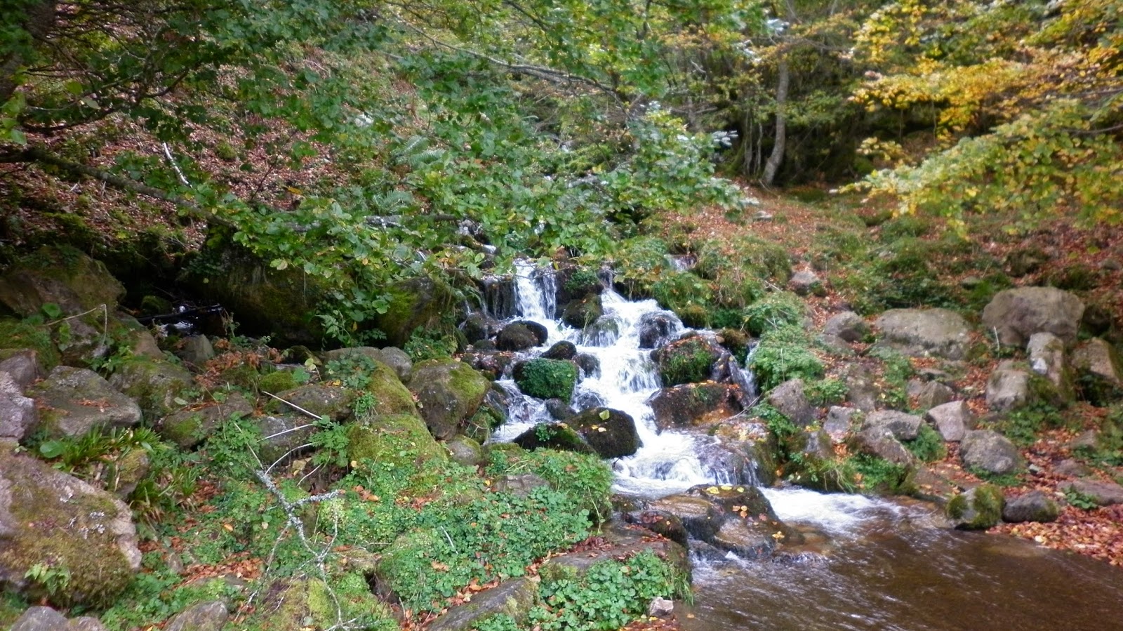 Frondosidad y agua en la ruta al Tabayón del Mongayo.