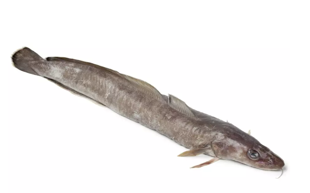 Behind the French Menu Julienne or Lingue Ling, the Fish. Meeting