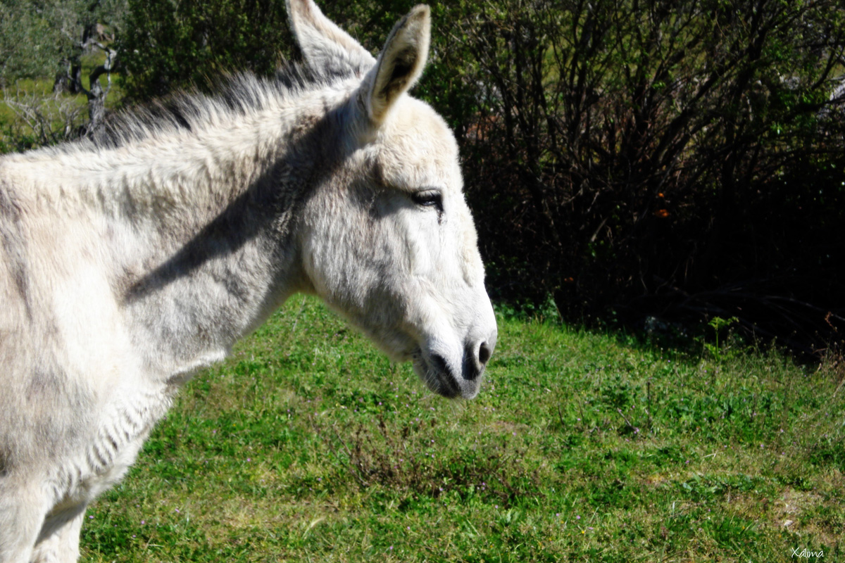 Xálima blog: La historia del burro