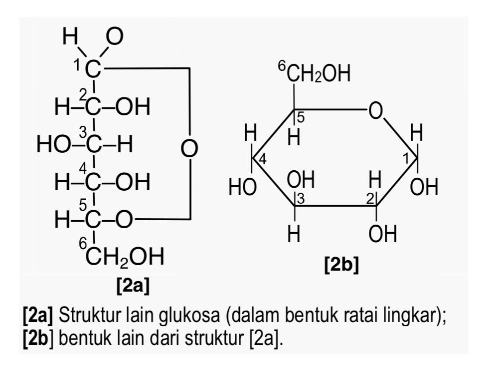 гликоген 7 букв сканворд