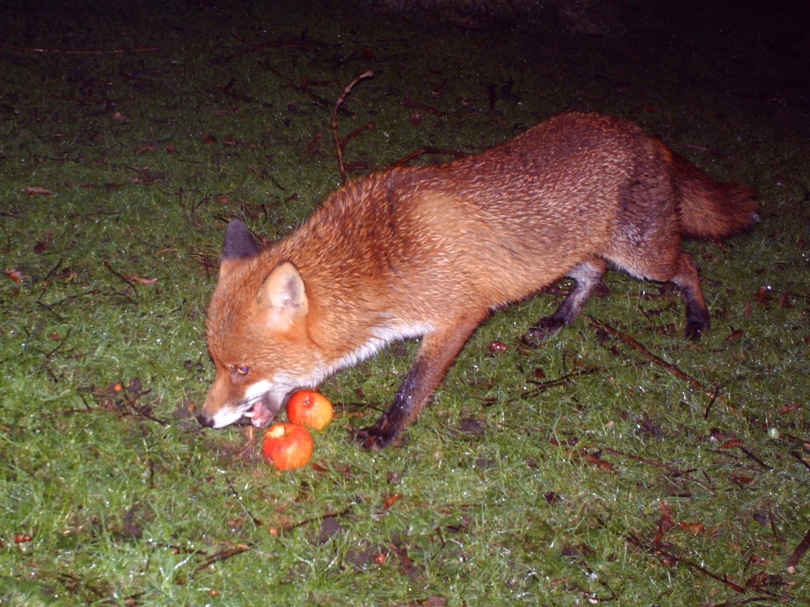 TrogTrogBlog Who's been eating my apples?