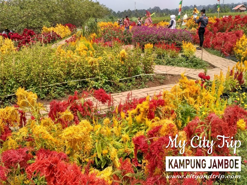 Taman Bunga Dm Pandeglang / Menikmati Pesona Keindahan ...