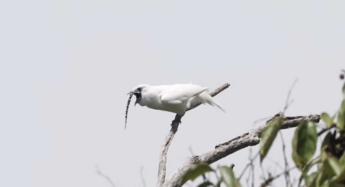 This Is The Loudest Bird On Earth, And It Sounds Nothing Like A Bird