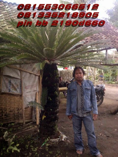 pohon pule: jual-pohon-pule-pohon-sakura nya-surabaya-pohon hias