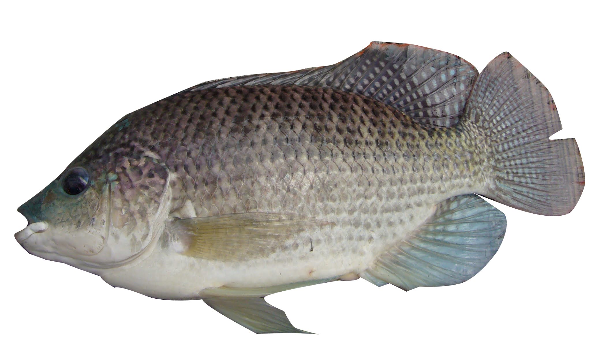 Most Used 70+ Fish Names in Tamil and English with Pictures Total