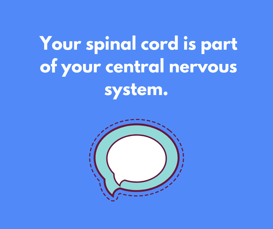 health blog The Importance of your Spinal Cord