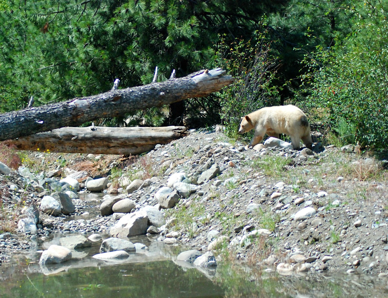 History and Stuff Clover the Kermode (Spirit) Bear at the Kamloops Wildlife Park