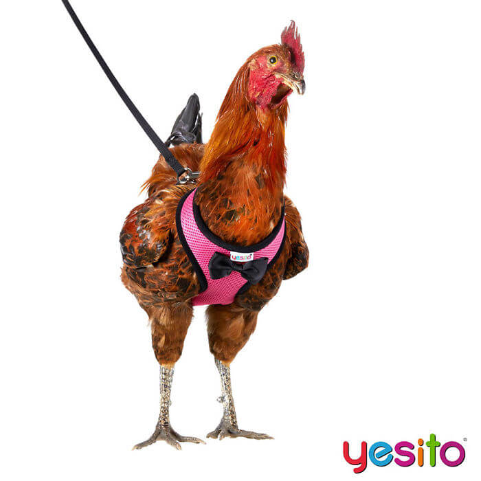 These Amazon Chicken Harnesses Will Help Your Chicken Cross The Road Safely