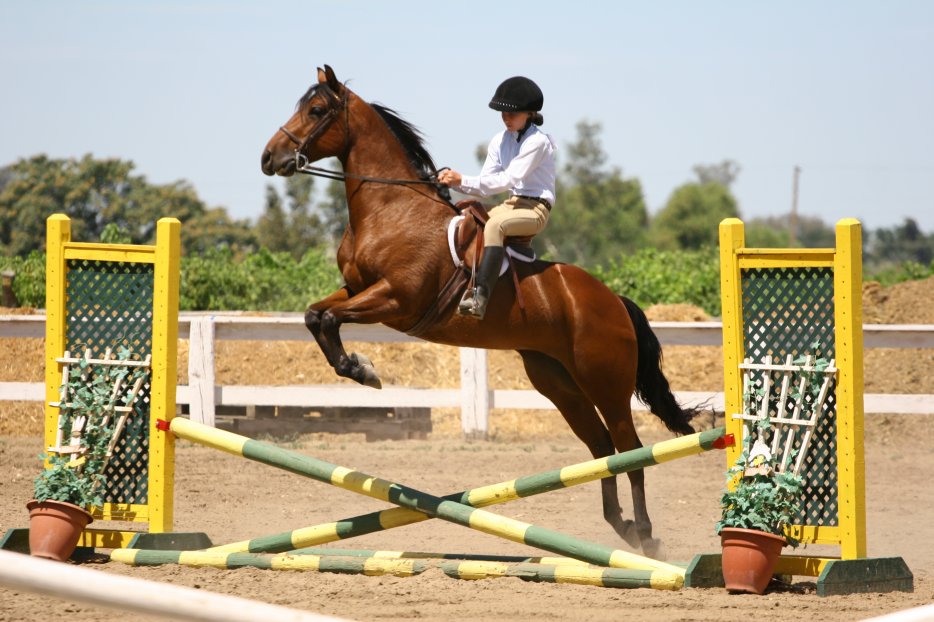 Horse Riding The equestrian disciplines