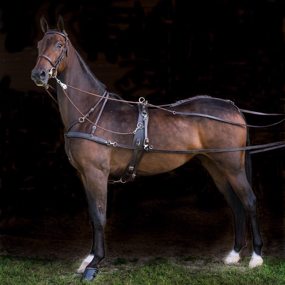 Hackney Horse The Horse online