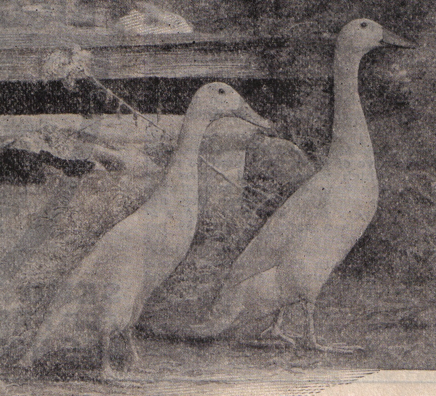 chickenhistory INDIAN RUNNER DUCKS 19121913