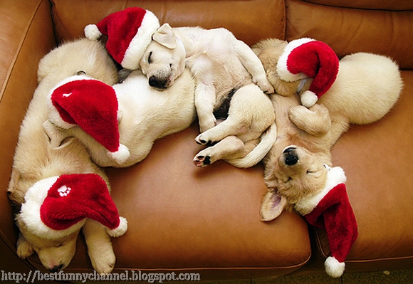 Christmas puppies