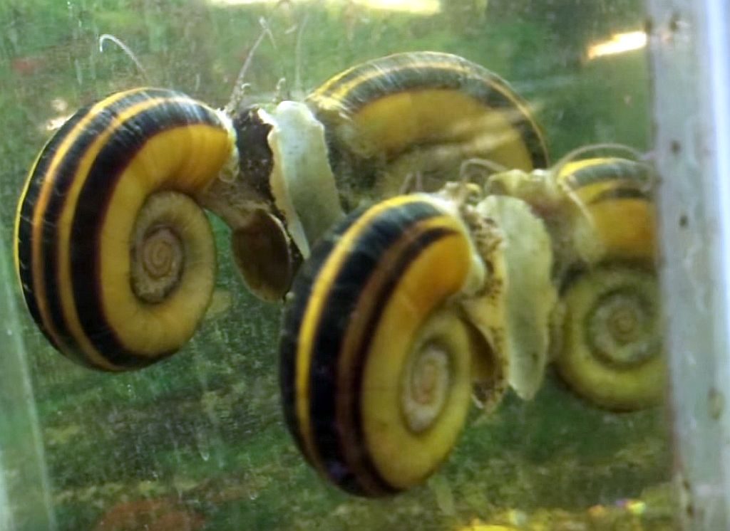 The Loyal Algae Eaters Tropical Fish Tank Giant Ramshorn Snail