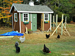 chicken run building predator proof