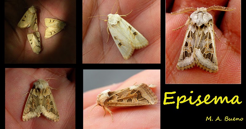 FotoNaturaHuesca POLILLAS Episema Ferdinand Ochsenheimer, 1816 moths,