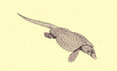 Cyamodus placodontia