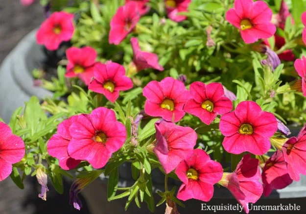 Pink petunias in a planter