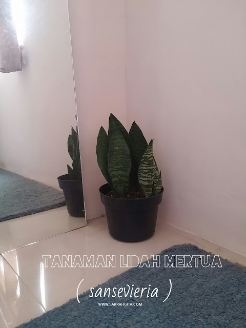 tanaman indoor pembersih ruangan