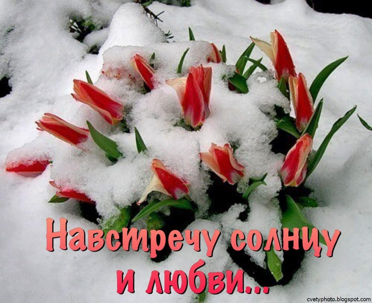 Цветков сугробов. Зимние цветы. Красивые зимние цветы. Тюльпаны в снегу. Снежные цветы.