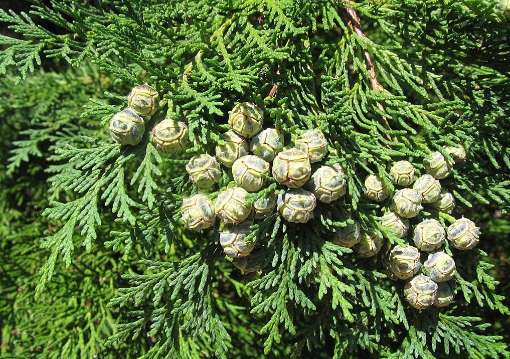 Trees Chamaecyparis lawsoniana Lawson Cypress