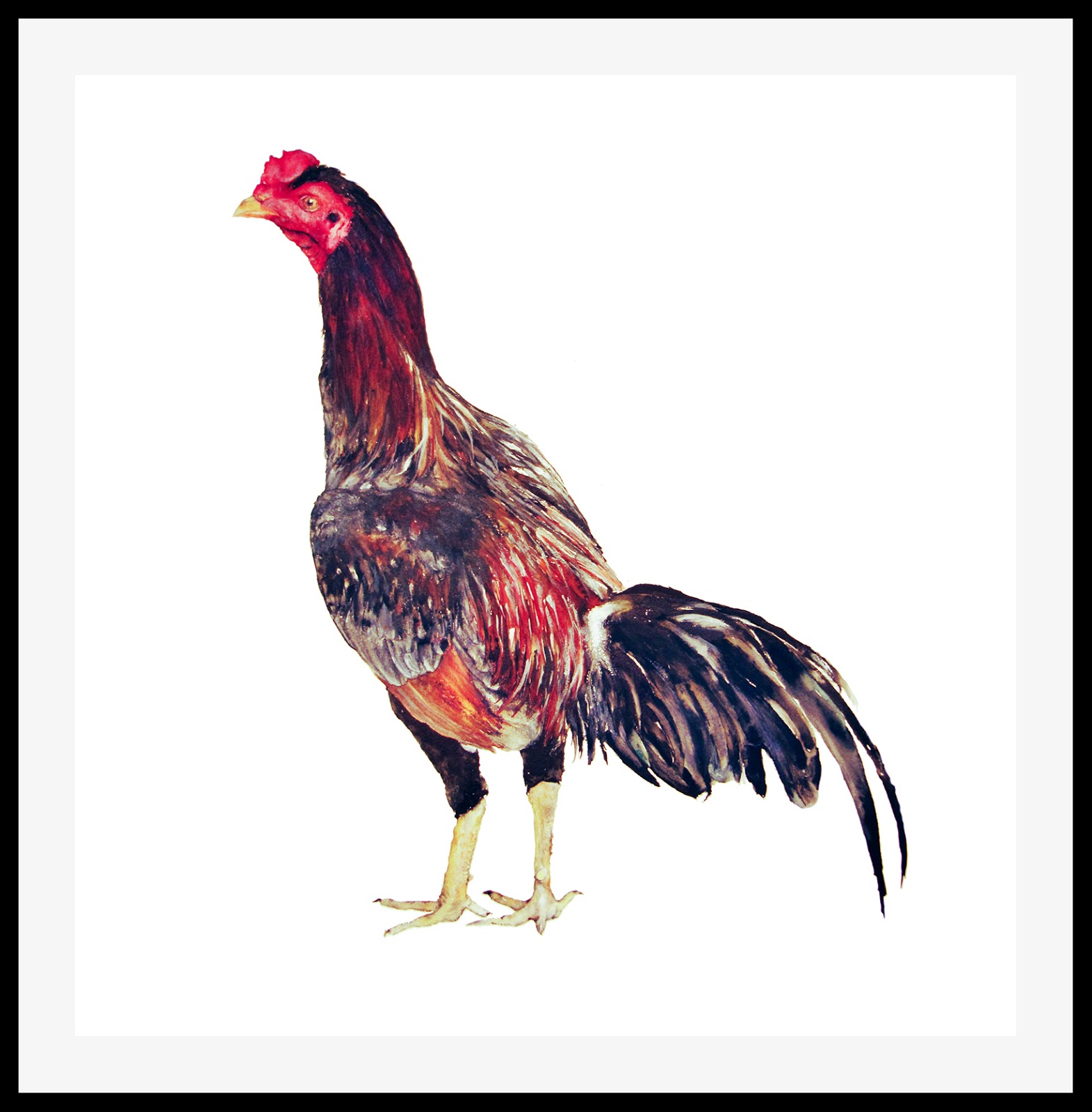 ACUARELA NATURALISTA Aves de corral