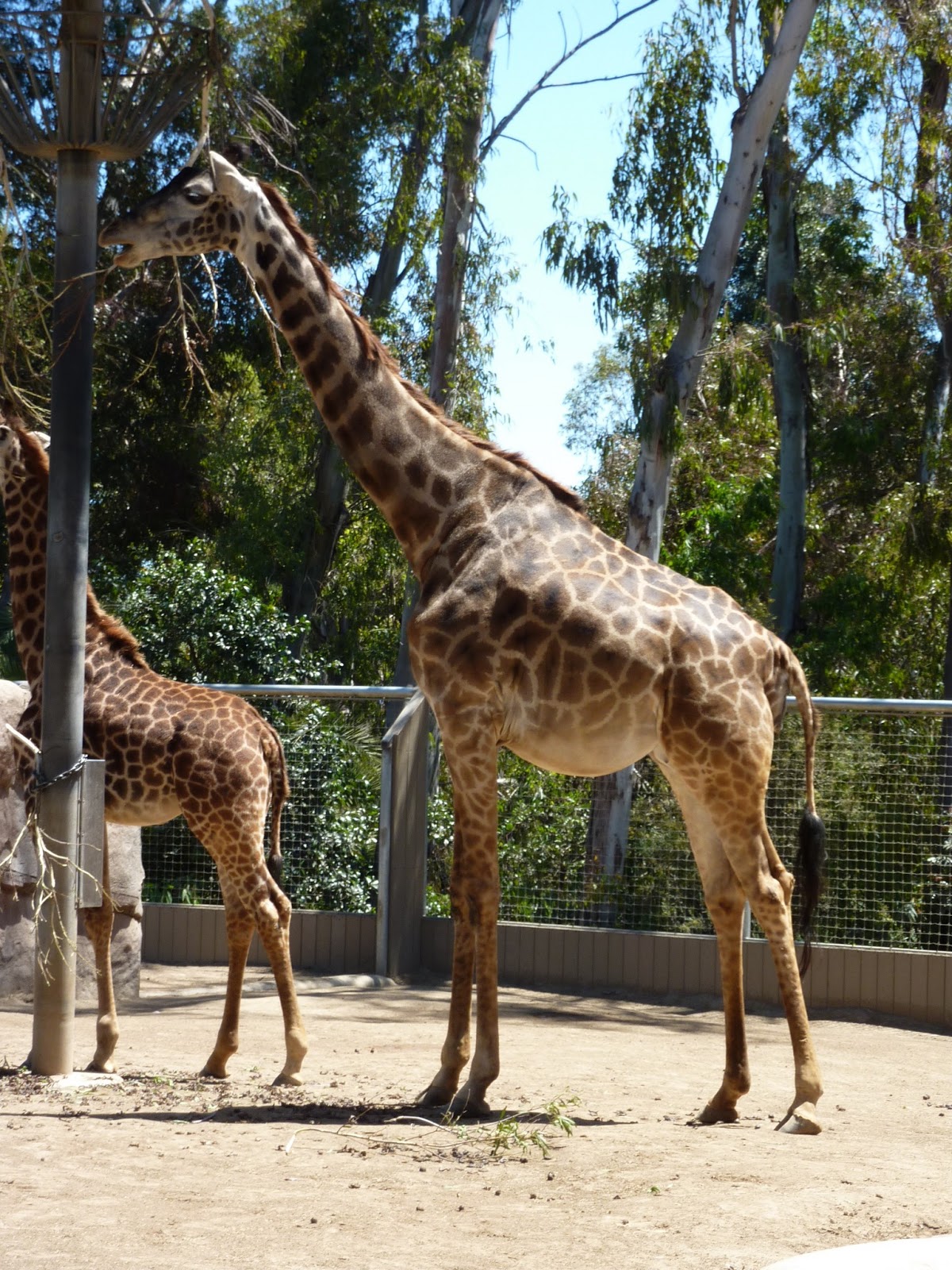 Just Breathe SAN DIEGO ZOO SUNDAYS IN MY CITY