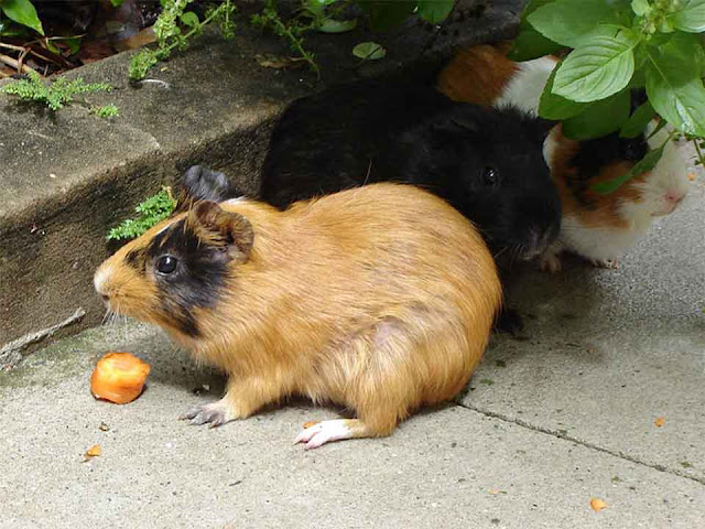 skinny pig, hairless guinea pig, peruvian guinea pig, female guinea pig