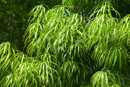 Ciri Ciri Pohon Lohansung Daun Panjang (Podocarpus henkelii) Di Alam Liar