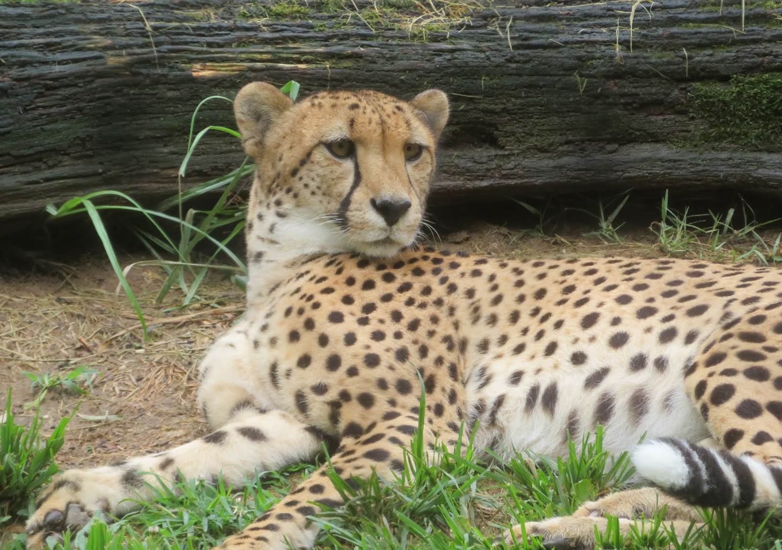 Randuwa II: Smithsonian National Zoo: Cheetah