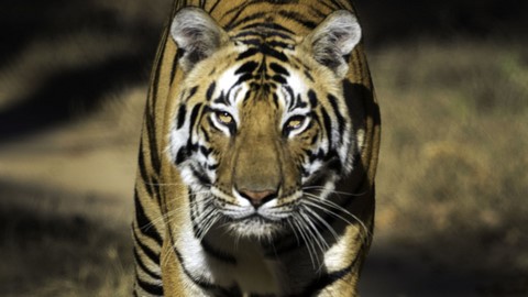 17 Best Places To Travel In Jaipur, India 17 Best Places To Travel In Jaipur, India