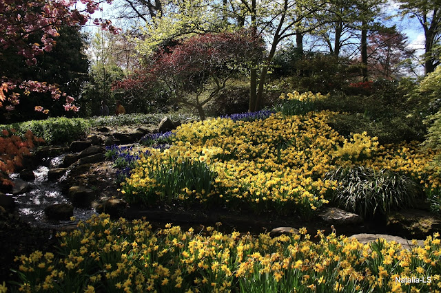 Голландия, как посетить, парк, Кекенхоф, тюльпаны, Нидерланды, луковичные, цветы