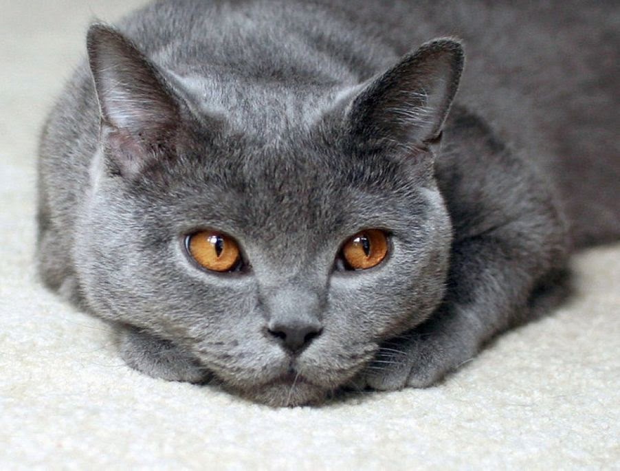 British Shorthair Kittens 11 Pictures 11 Pretty Cats Cute Cats Hot