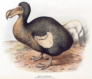 Dodo