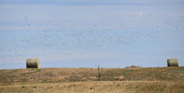 Fall Migration birds Saskatchewan.
